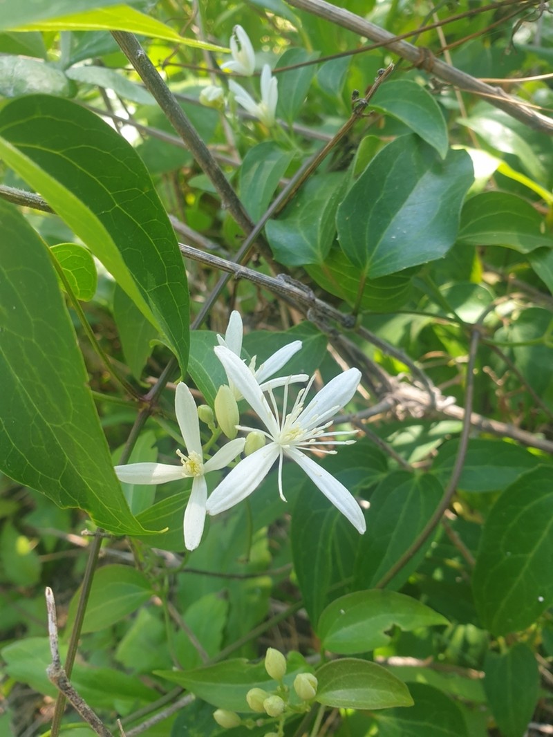 Clematis glycinoides photo 6