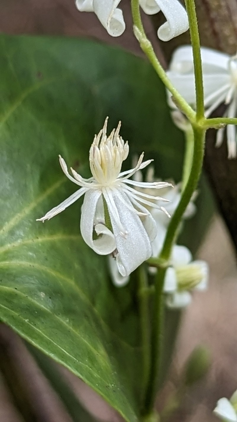 Clematis glycinoides photo 7