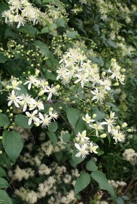Clematis gouriana