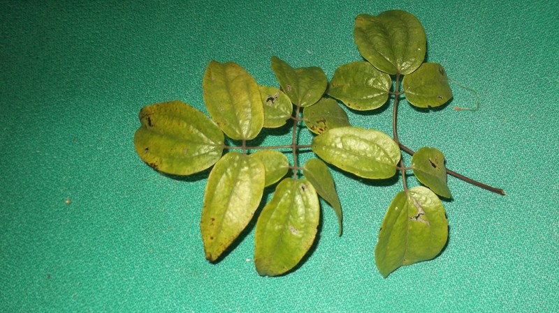 Clematis gouriana photo 2