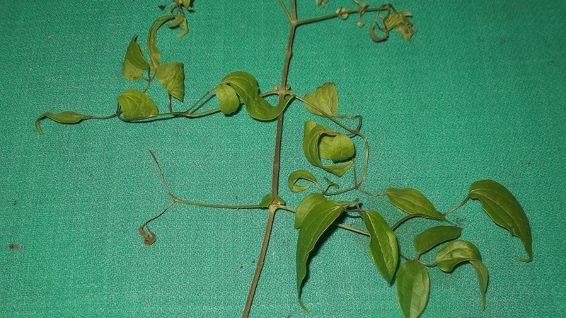 Clematis gouriana photo 3