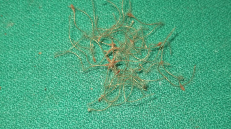 Clematis gouriana photo 4