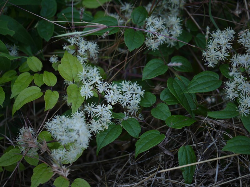 Clematis gouriana photo 7