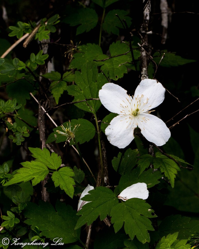Clematis gracilifolia