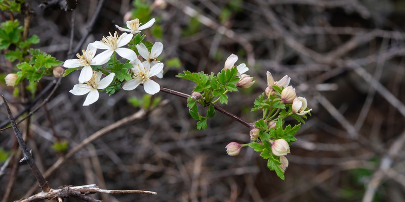 Clematis gracilifolia photo 2