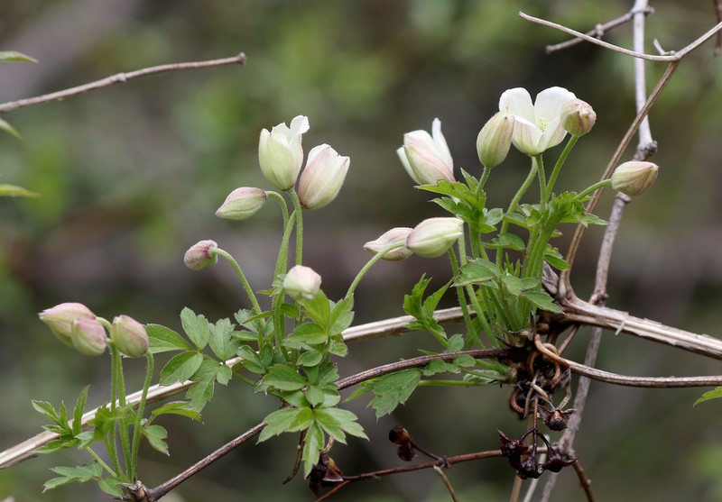 Clematis gracilifolia photo 3