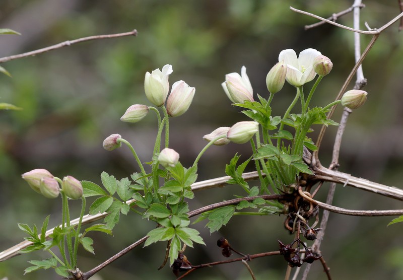Clematis gracilifolia photo 5