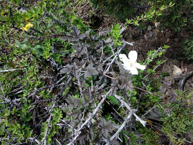Clematis gracilifolia photo 6