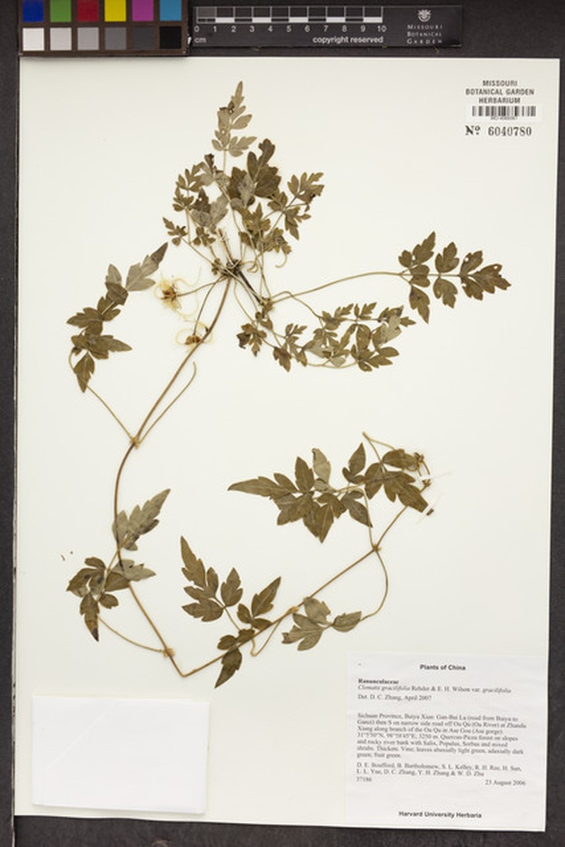 Clematis gracilifolia photo 7