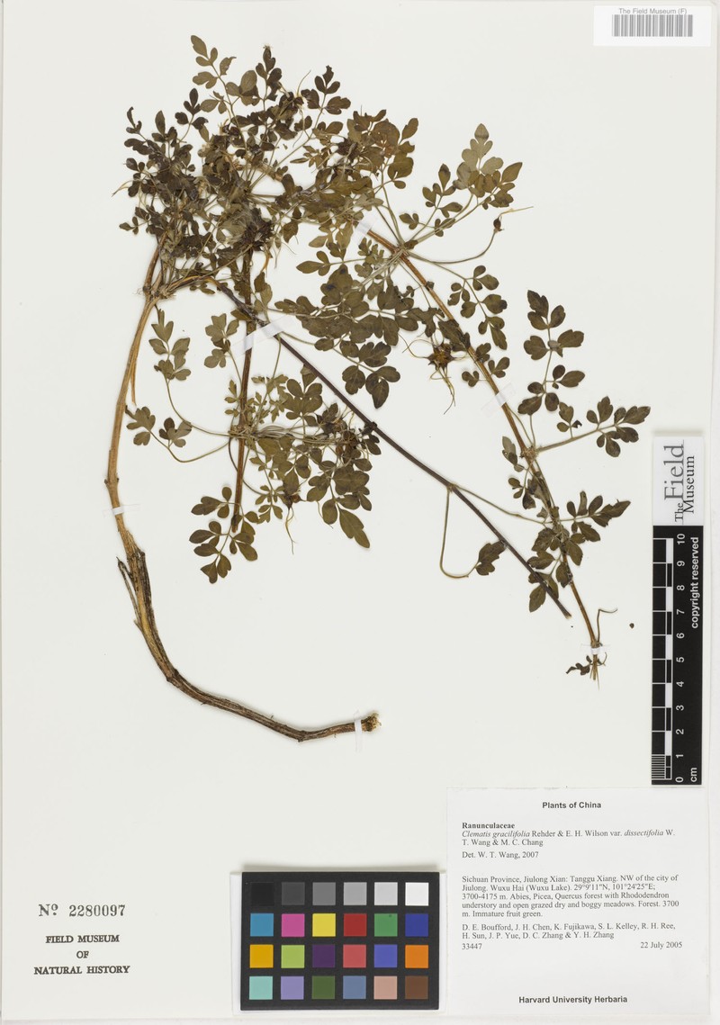 Clematis gracilifolia var. dissectifolia