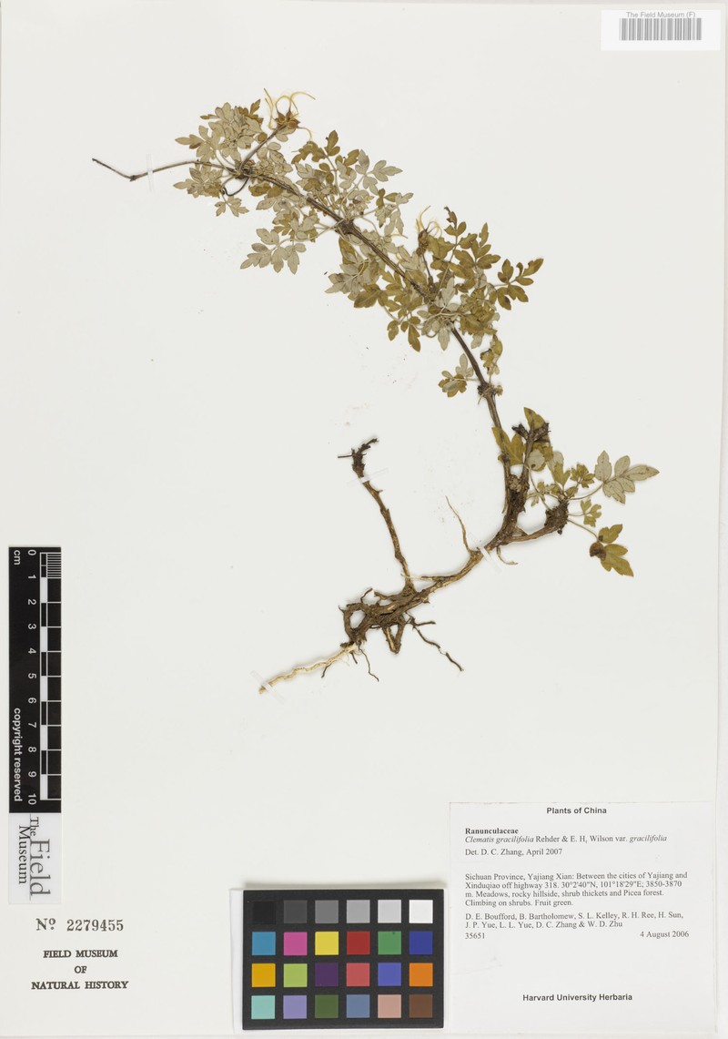 Clematis gracilifolia var. gracilifolia photo 2