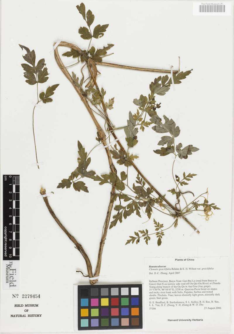 Clematis gracilifolia var. gracilifolia photo 3