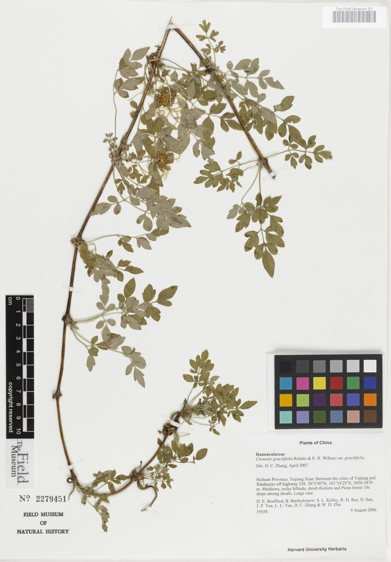 Clematis gracilifolia var. gracilifolia photo 4