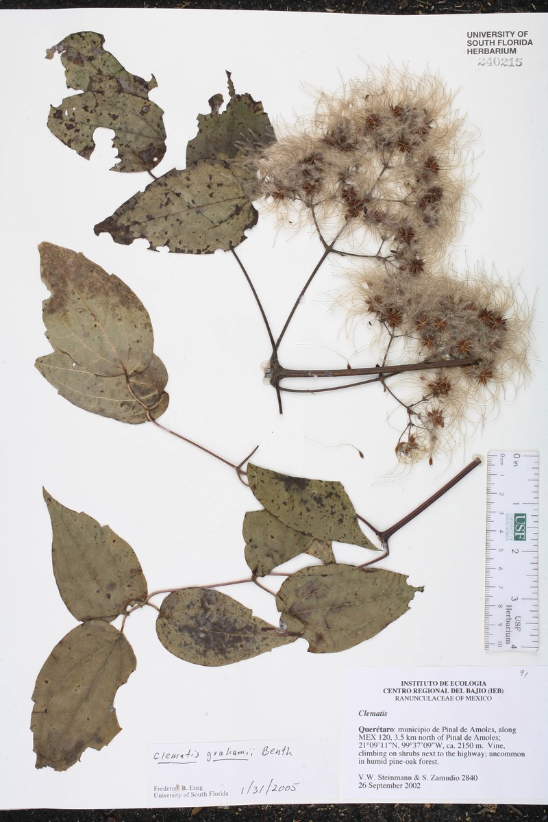 Clematis grahamii photo 2