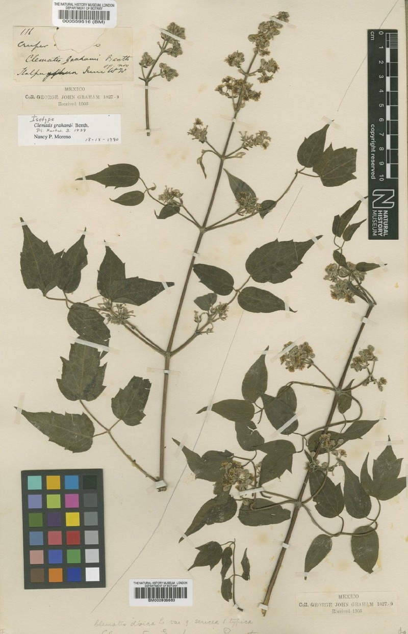 Clematis grahamii photo 3