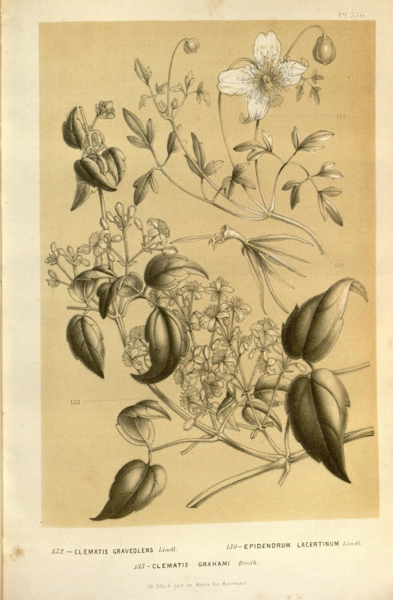 Clematis grahamii