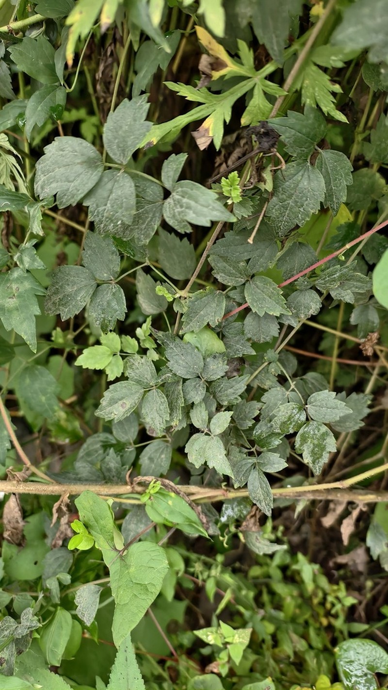 Clematis grandidentata