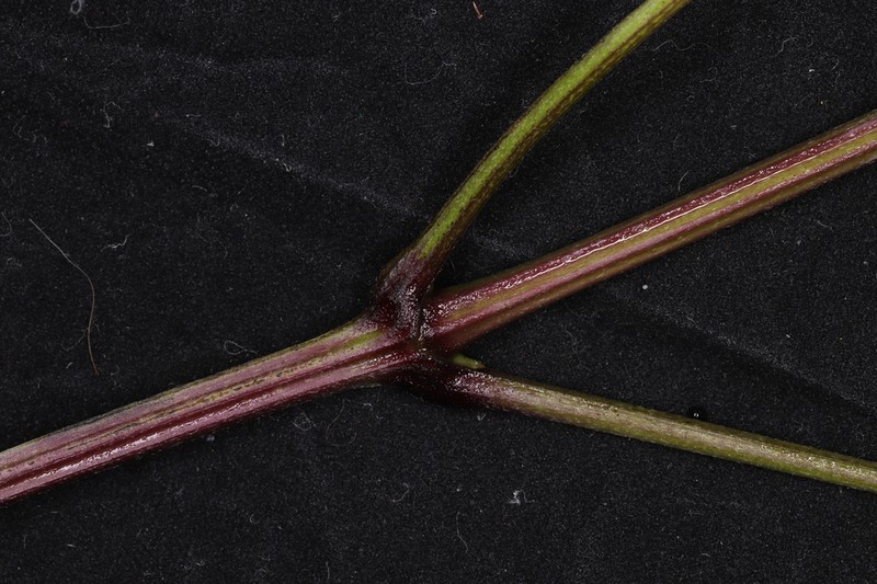 Clematis grandidentata photo 3