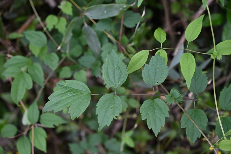 Clematis grandidentata photo 4
