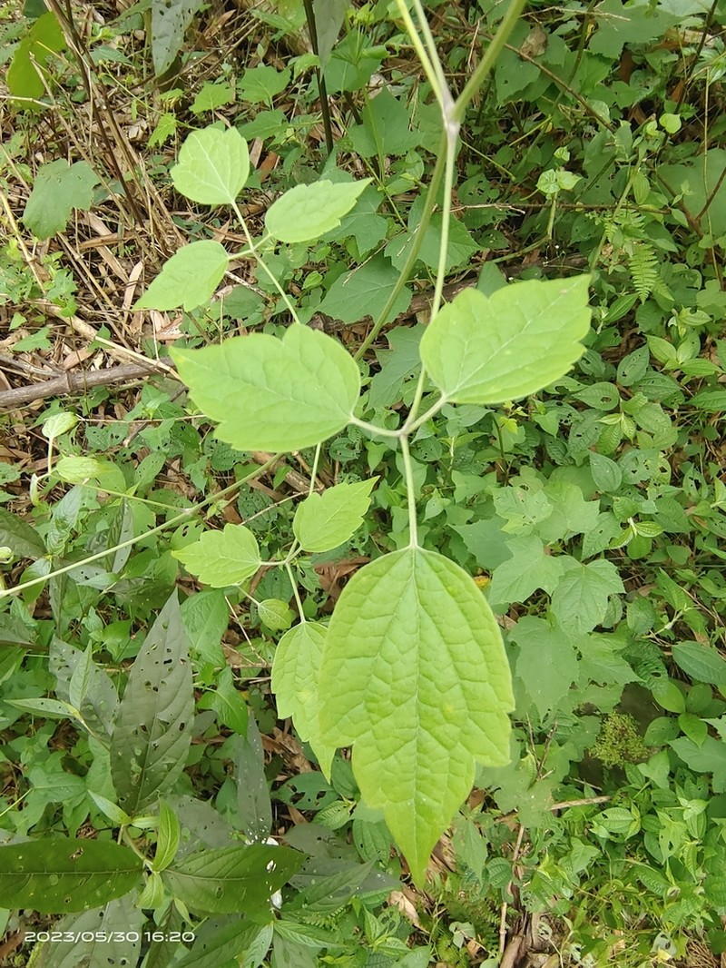 Clematis grandidentata photo 8