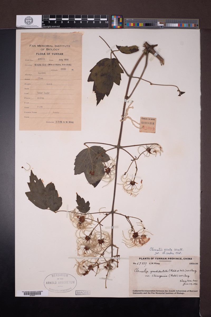 Clematis grandidentata var. likiangensis