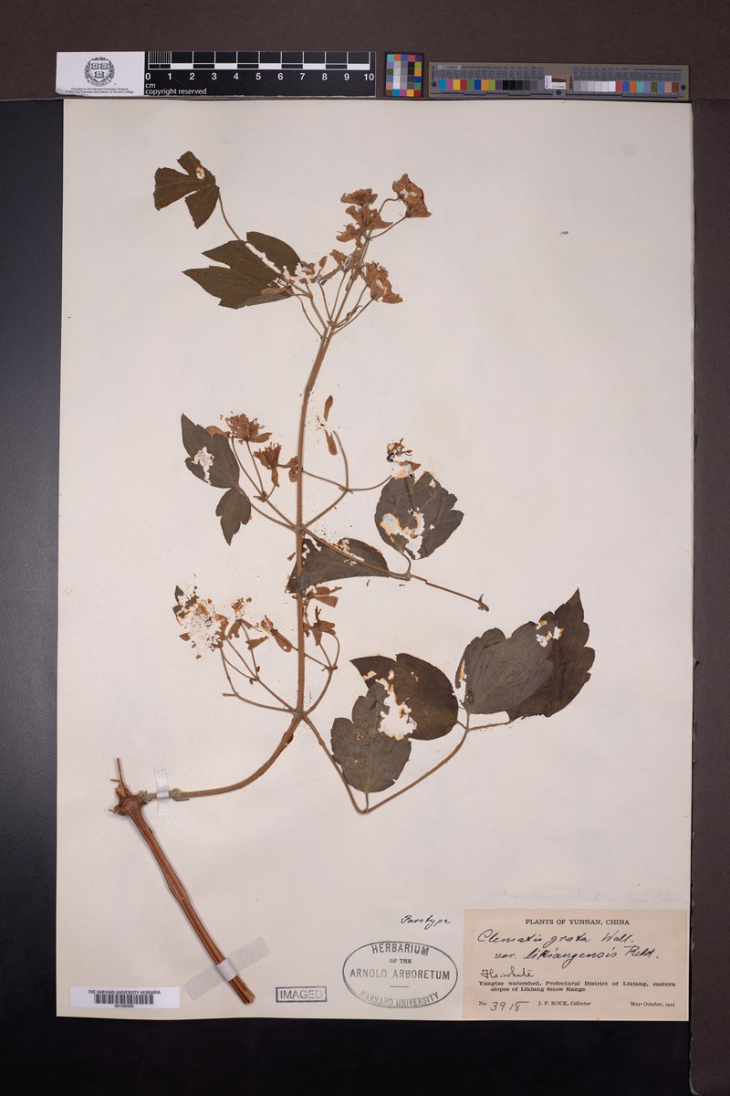 Clematis grandidentata var. likiangensis photo 2