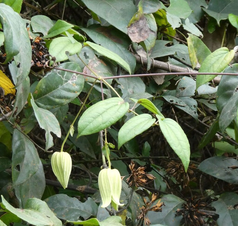 Clematis grandiflora photo 3
