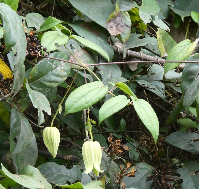 Clematis grandiflora photo 4