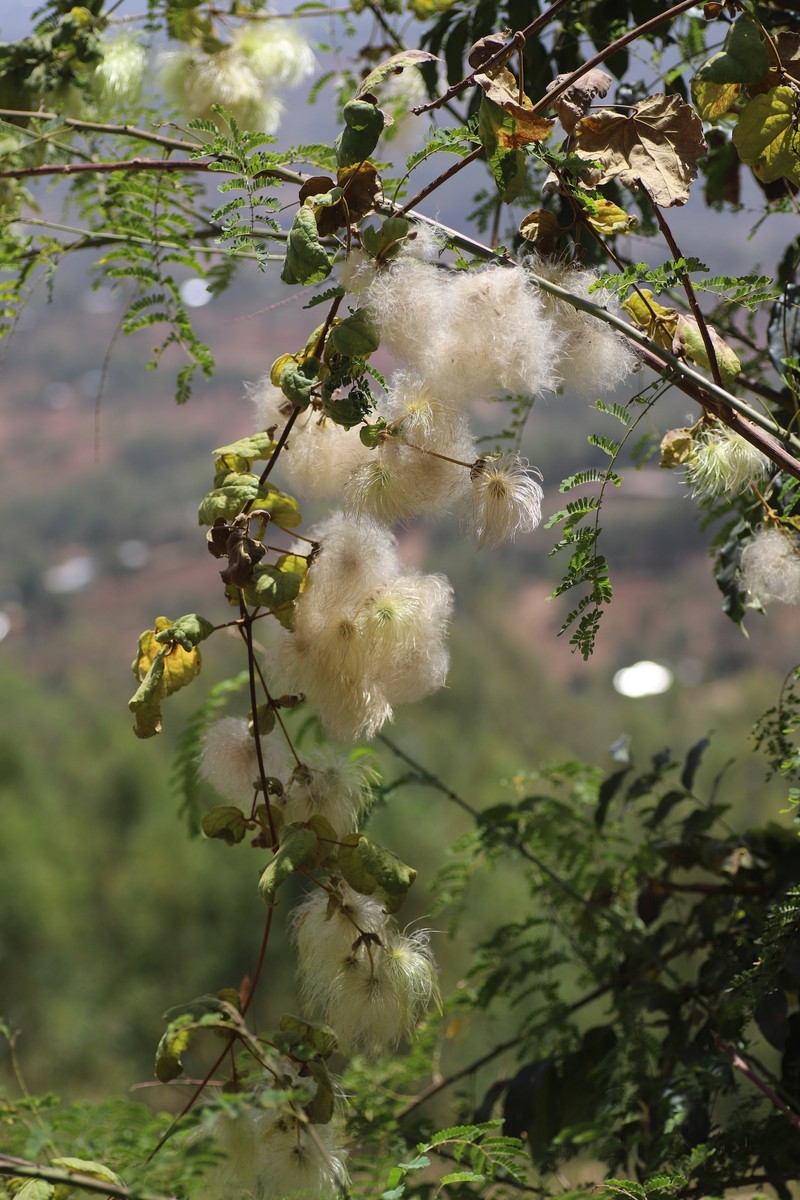 Clematis grandiflora photo 5