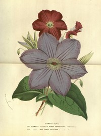 Clematis grandiflora