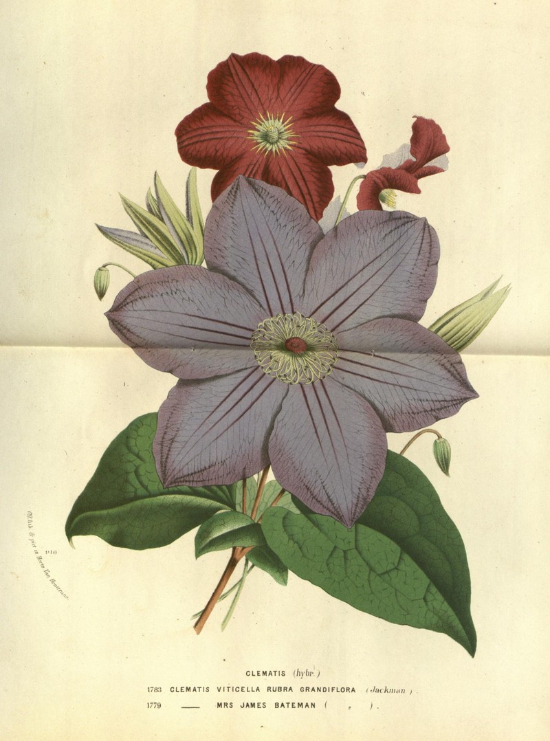 Clematis grandiflora