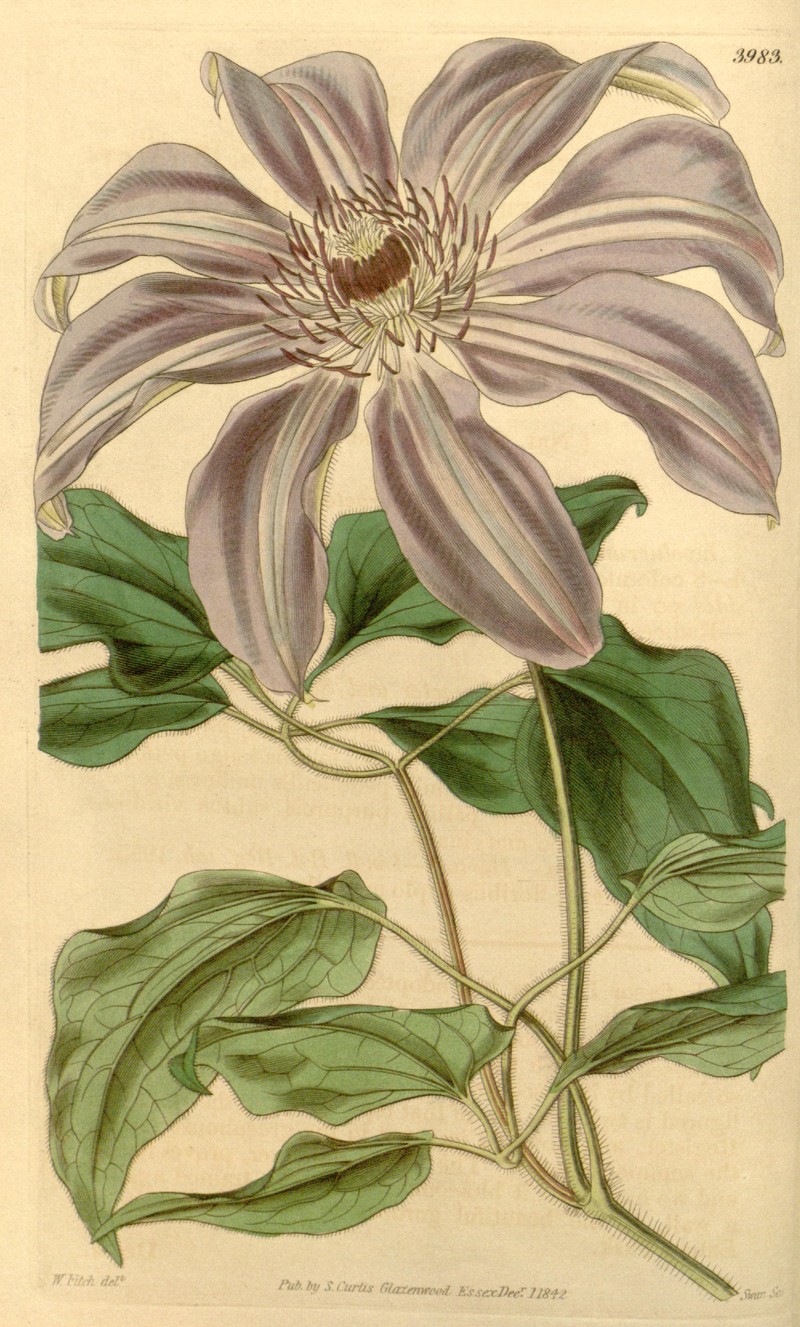 Clematis grandiflora photo 8