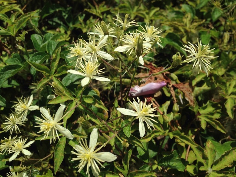 Clematis grata