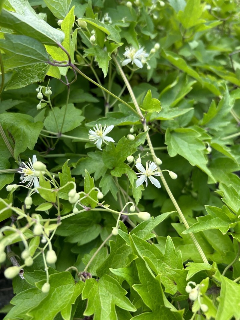 Clematis grata photo 2