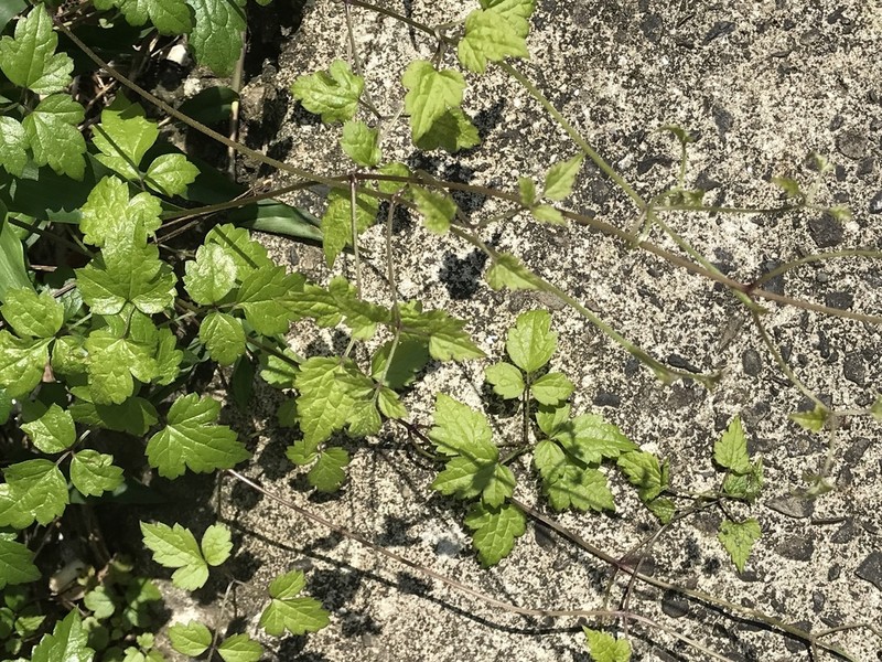 Clematis grata photo 3