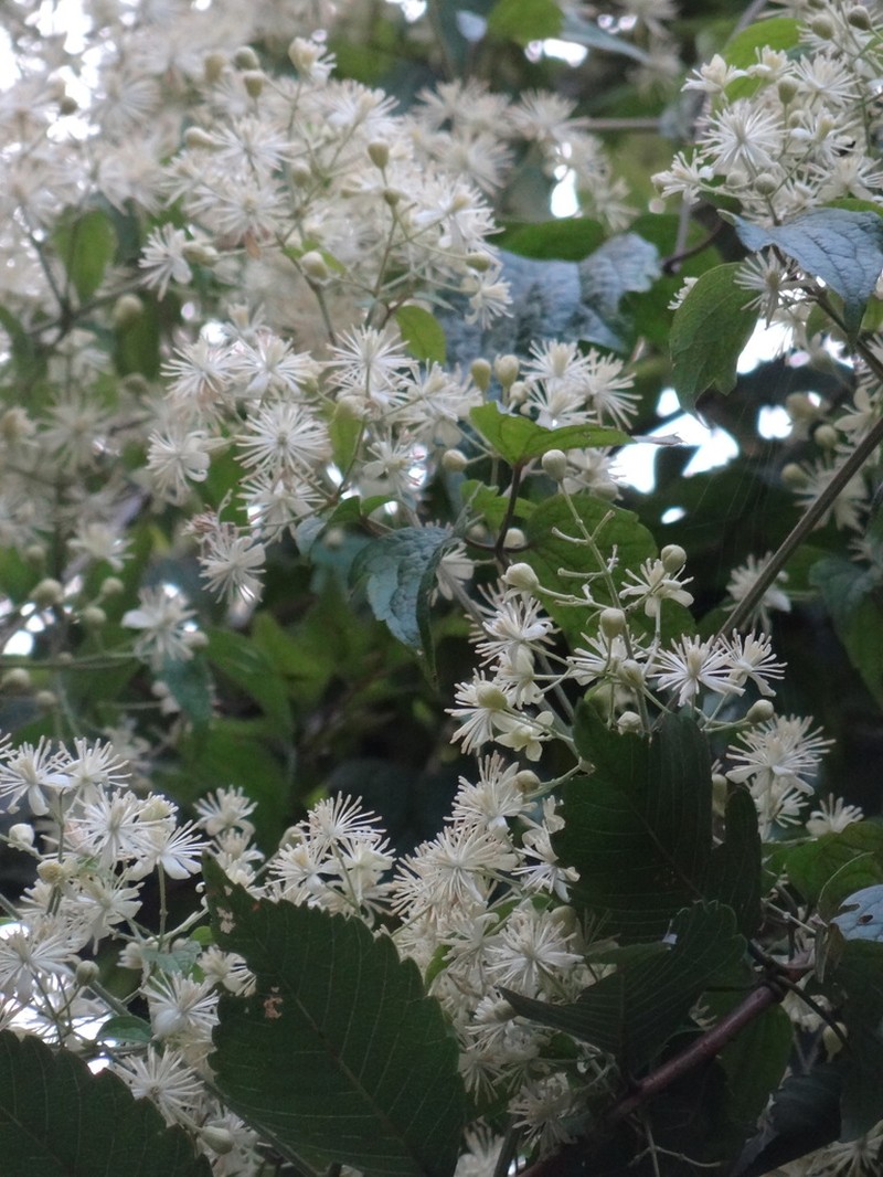 Clematis grata photo 4
