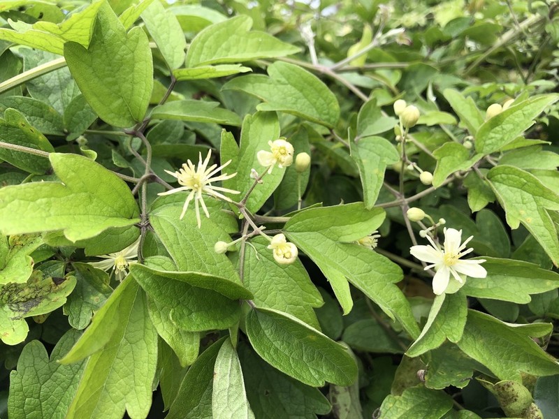 Clematis grata photo 5