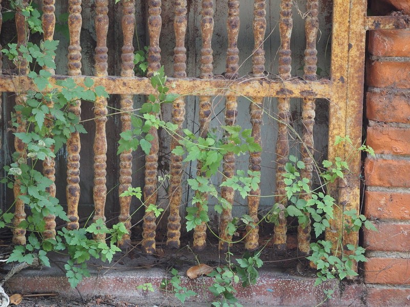 Clematis grata photo 6