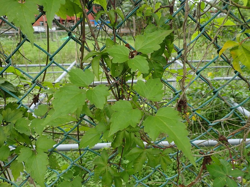 Clematis grata photo 7