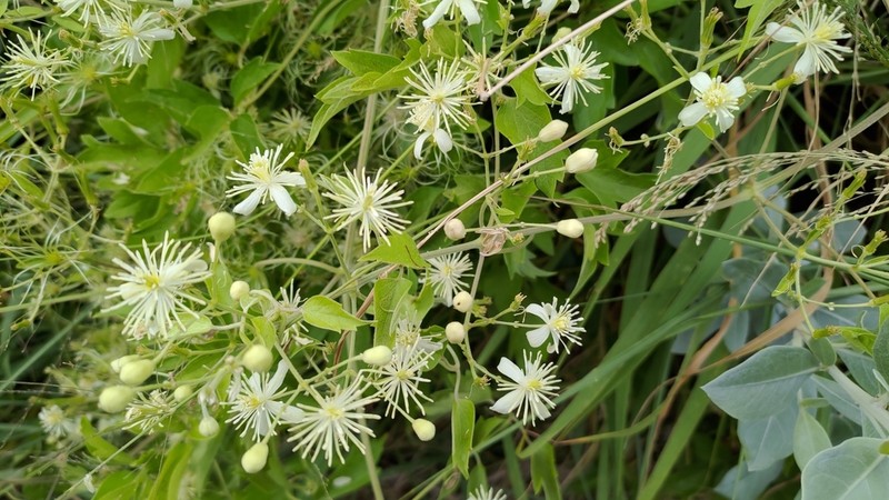 Clematis grata photo 8