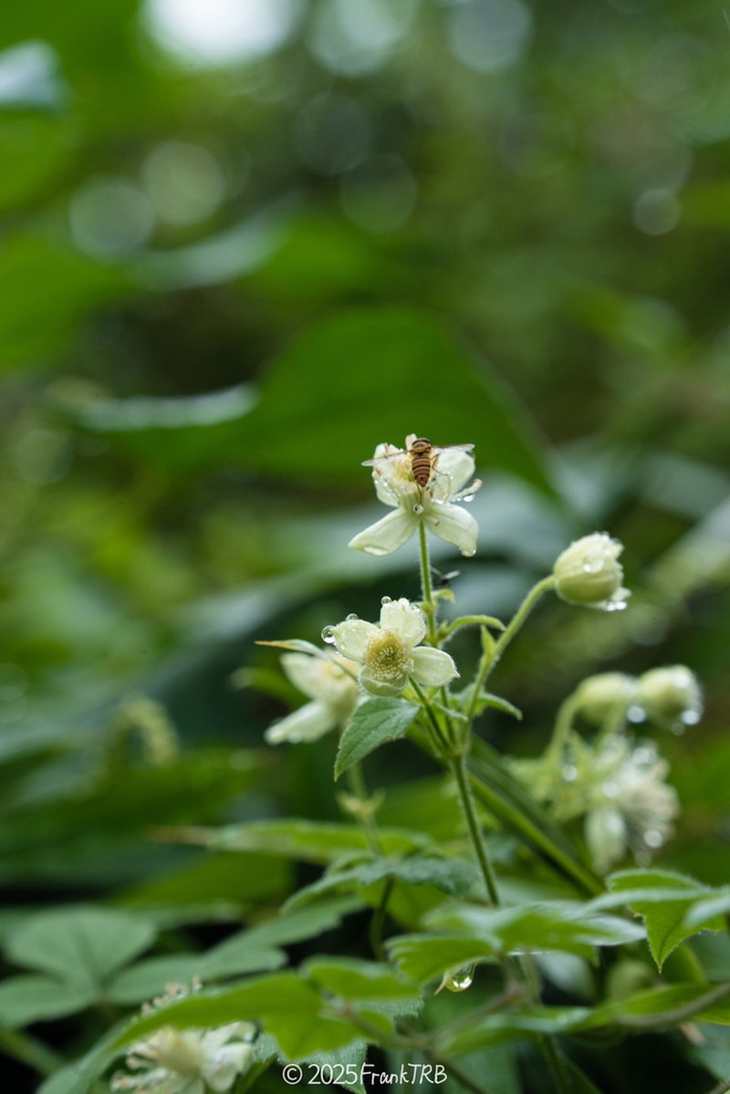 Clematis gratopsis photo 2