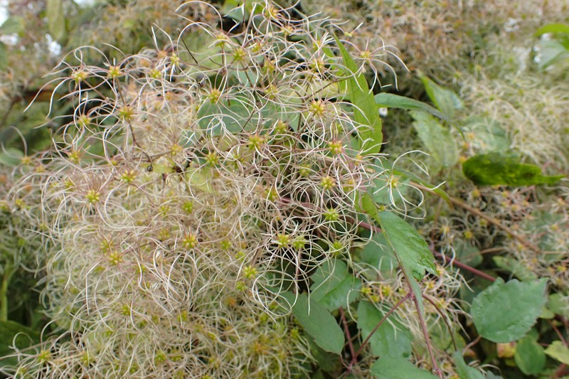 Clematis gratopsis
