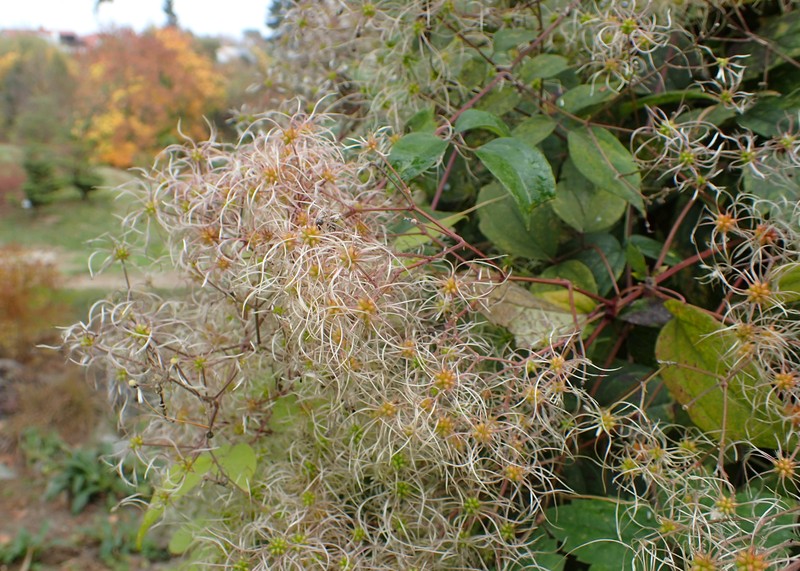 Clematis gratopsis photo 4