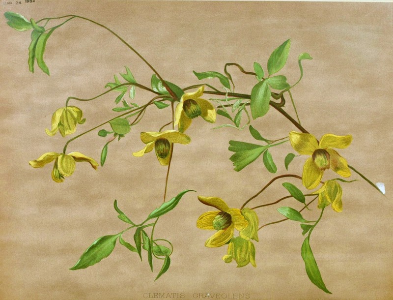 Clematis graveolens
