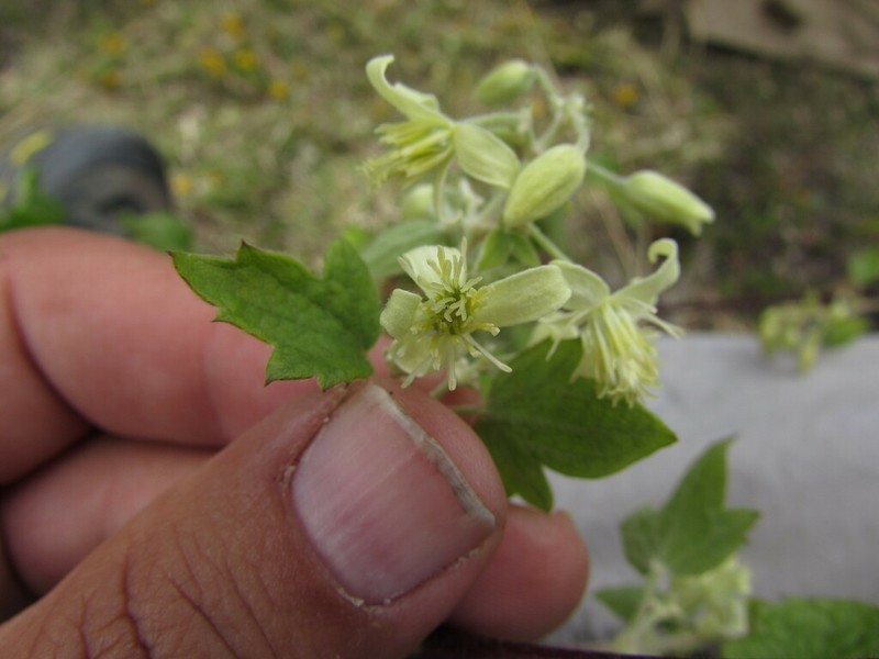 Clematis grossa