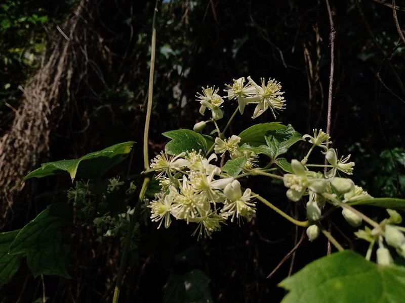 Clematis grossa photo 2