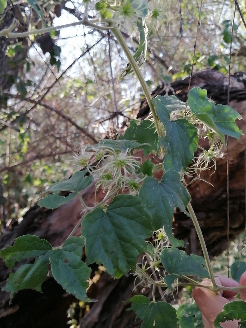 Clematis grossa photo 3