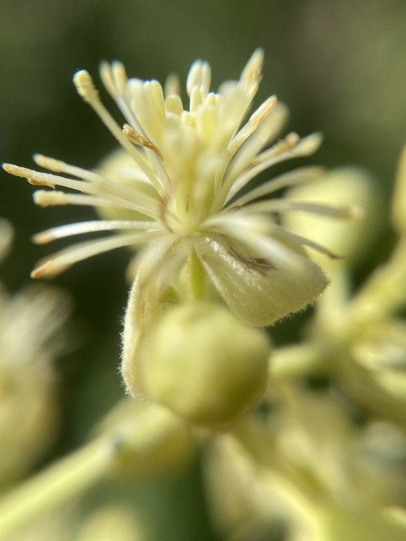 Clematis grossa photo 4