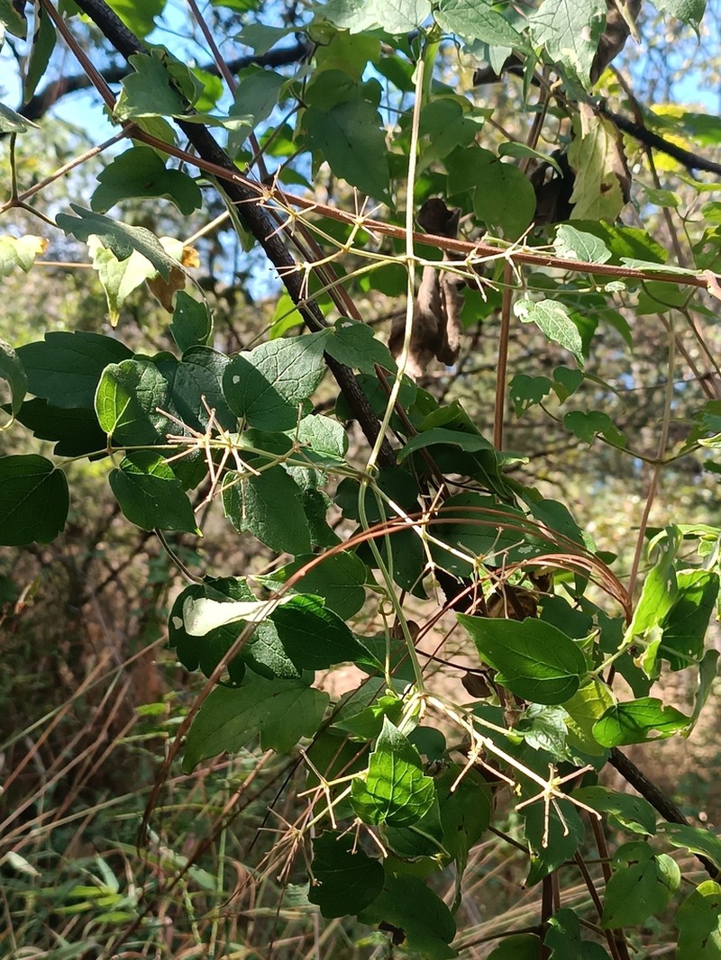 Clematis grossa photo 5