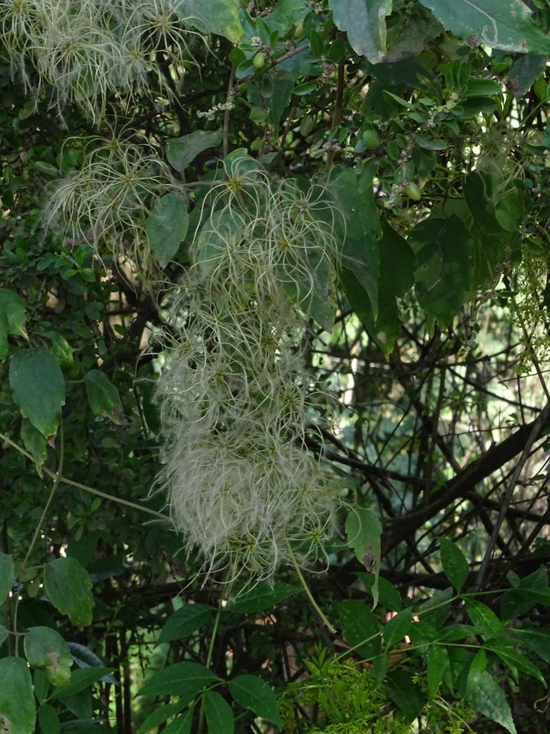 Clematis grossa photo 6